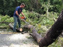 Professional Tree Care in Oro Valley, AZ