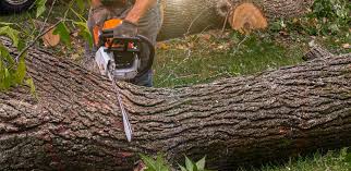 Best Seasonal Cleanup (Spring/Fall)  in Oro Valley, AZ