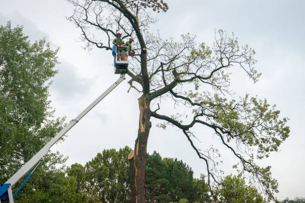 How Our Tree Care Process Works  in  Oro Valley, AZ